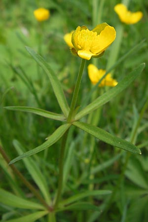 Ranunculus auricomus specA ? \ Gold-Hahnenfu / Goldilocks, D Thüringen Weimar, Belvedere 6.5.2013