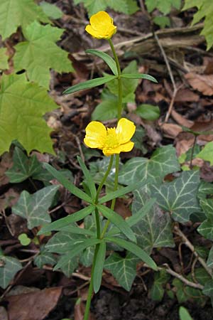 Ranunculus hevellus \ Rathenower Gold-Hahnenfu / Rathenow Goldilocks, D Thüringen, Legefeld 6.5.2013