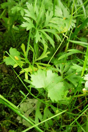 Ranunculus argoviensis ? \ Aargauer Gold-Hahnenfu / Aargau Goldilocks, D Odenwald, Großbreitenbach 11.5.2013