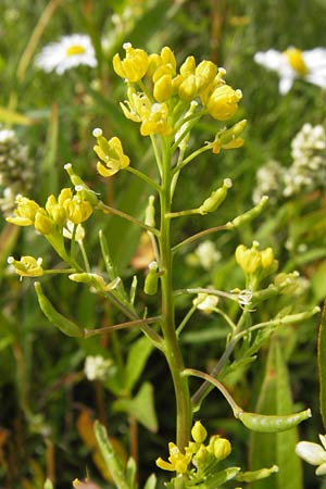 Rorippa x anceps \ Niederliegende Sumpfkresse / Hybrid Yellow-Cress, D Dieburg 2.7.2013