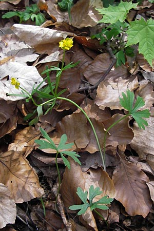 Ranunculus hirsutulus \ Flaum-Gold-Hahnenfu / Fluffy Goldilocks, D Thüringen, Legefeld 6.5.2013