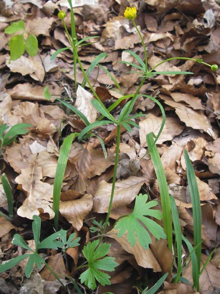 Ranunculus hirsutulus \ Flaum-Gold-Hahnenfu, D Thüringen, Legefeld 6.5.2013