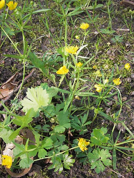 Ranunculus hevellus \ Rathenower Gold-Hahnenfu, D Thüringen Weimar, Neuer Friedhof 6.5.2013