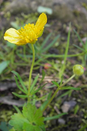 Ranunculus hevellus \ Rathenower Gold-Hahnenfu, D Thüringen Weimar, Neuer Friedhof 6.5.2013