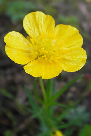 Ranunculus hevellus \ Rathenower Gold-Hahnenfu / Rathenow Goldilocks, D Thüringen Weimar, Neuer Friedhof 6.5.2013