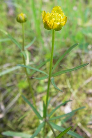 Ranunculus hirsutulus \ Flaum-Gold-Hahnenfu / Fluffy Goldilocks, D Thüringen Weimar, Belvedere 6.5.2013