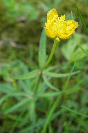 Ranunculus hirsutulus \ Flaum-Gold-Hahnenfu / Fluffy Goldilocks, D Thüringen Weimar, Belvedere 6.5.2013