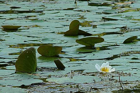 Nymphaea candida \ Glnzende Seerose, Kleine Seerose / Water-Lily, D Rheinstetten-Silberstreifen 16.8.2008