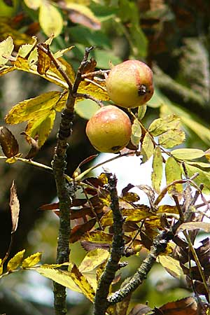 Sorbus domestica \ Speierling / Service Tree, D Pforzheim 27.9.2008