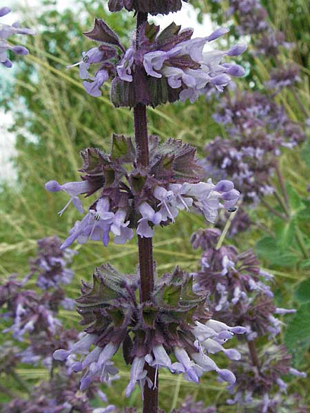 Salvia verticillata \ Quirl-Salbei / Whorled Sage, D Neuleiningen 1.7.2006