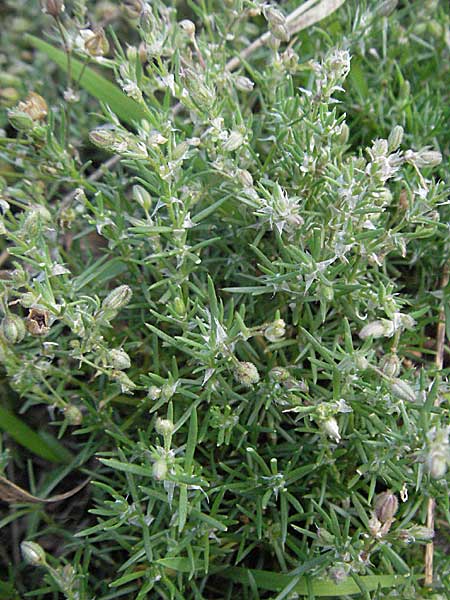 Spergularia rubra / Sea Spurrey, D Odenwald, Hilsenhain 13.7.2006