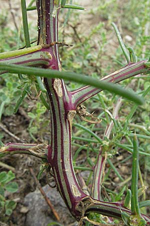 Salsola kali subsp. ruthenica \ Ukraine-Salzkraut, D Schwetzingen 5.8.2006