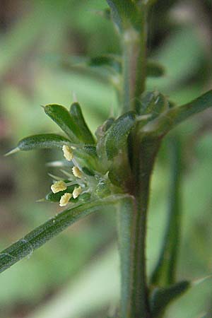 Salsola kali subsp. ruthenica / Russian Thistle, Glasswort, D Schwetzingen 5.8.2006