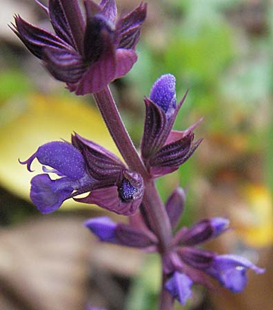 Salvia nemorosa \ Hain-Salbei, Steppen-Salbei, D Quedlinburg 4.11.2006