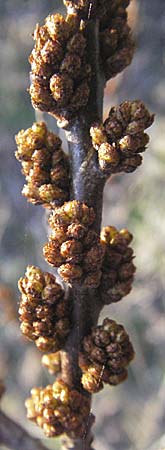 Hippophae rhamnoides \ Sanddorn, D Mannheim 12.3.2007