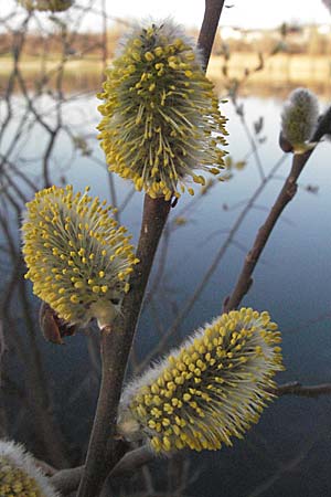 Salix caprea \ Sal-Weide / Goat Willow, D Mannheim 12.3.2007