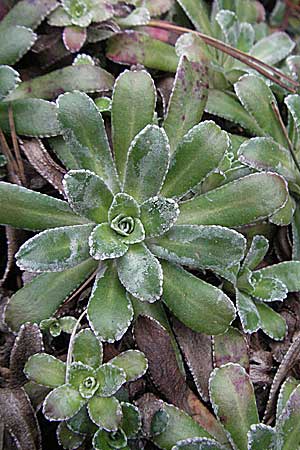 Saxifraga crustata \ Krusten-Steinbrech, D Botan. Gar.  Universit.  Heidelberg 17.3.2007