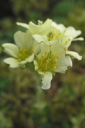 Saxifraga zeleborii \ Steinbrech / Saxifrage, D Botan. Gar.  Universit.  Heidelberg 17.3.2007