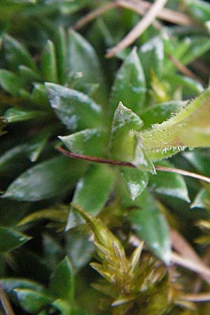 Saxifraga zeleborii \ Steinbrech / Saxifrage, D Botan. Gar.  Universit.  Heidelberg 17.3.2007