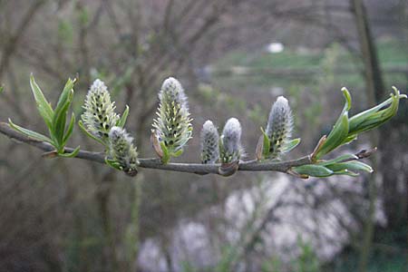 Salix viminalis / Common Osier, D Weinheim an der Bergstraße 31.3.2007