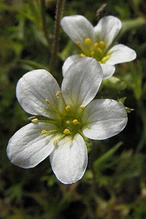 Saxifraga rosacea subsp. sponhemica \ Rheinischer Rasen-Steinbrech / Irish Saxifrage, D Botan. Gar.  Universit.  Heidelberg 18.4.2007