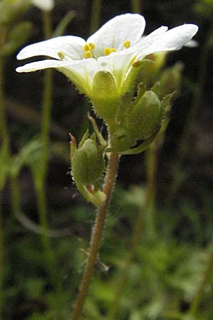 Saxifraga rosacea subsp. sponhemica \ Rheinischer Rasen-Steinbrech, D Botan. Gar.  Universit.  Heidelberg 18.4.2007