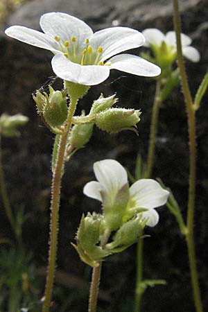 Saxifraga rosacea subsp. sponhemica \ Rheinischer Rasen-Steinbrech / Irish Saxifrage, D Botan. Gar.  Universit.  Heidelberg 18.4.2007