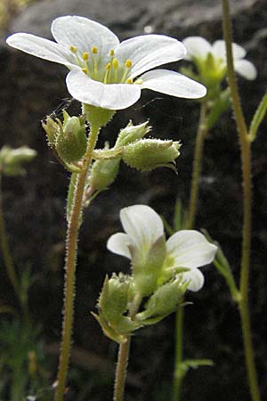 Saxifraga rosacea subsp. sponhemica \ Rheinischer Rasen-Steinbrech, D Botan. Gar.  Universit.  Heidelberg 18.4.2007