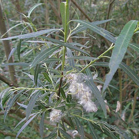 Salix viminalis \ Korb-Weide / Common Osier, D Weinheim an der Bergstraße 26.4.2007