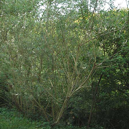 Salix viminalis \ Korb-Weide / Common Osier, D Weinheim an der Bergstraße 26.4.2007