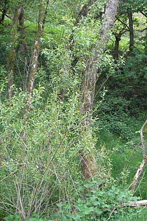 Salix fragilis \ Bruch-Weide / Crack Willow, D Odenwald, Unterflockenbach 4.5.2007