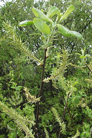 Salix aurita \ Ohr-Weide / Eared Willow, D Allgäu, Gebrazhofen 5.5.2007