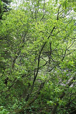 Salix appendiculata \ Schlucht-Weide / Large-Leaved Willow, D Schwarzwald/Black-Forest, Feldsee 18.5.2007