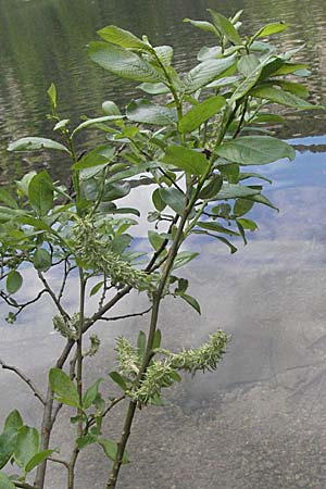 Salix appendiculata \ Schlucht-Weide / Large-Leaved Willow, D Schwarzwald/Black-Forest, Feldsee 18.5.2007