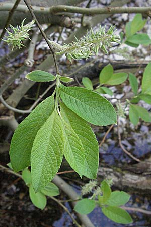 Salix appendiculata \ Schlucht-Weide / Large-Leaved Willow, D Schwarzwald/Black-Forest, Feldsee 18.5.2007