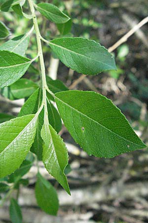 Salix myrsinifolia / Dark-Leaved Willow, D Villingen-Schwenningen 18.5.2007