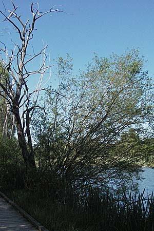 Salix myrsinifolia / Dark-Leaved Willow, D Villingen-Schwenningen 18.5.2007