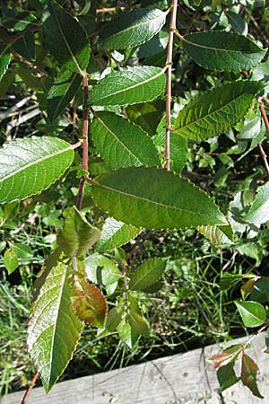 Salix myrsinifolia / Dark-Leaved Willow, D Villingen-Schwenningen 18.5.2007