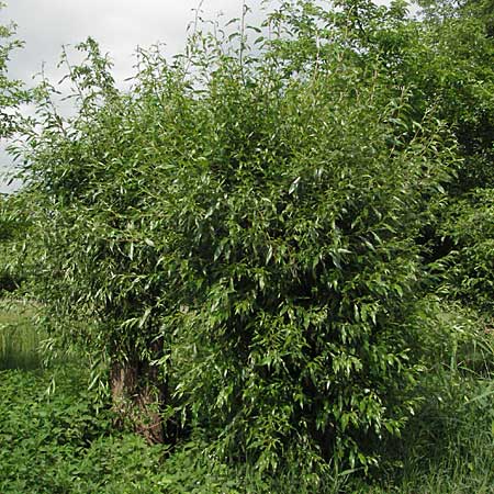 Salix fragilis \ Bruch-Weide / Crack Willow, D Hemsbach 19.5.2007