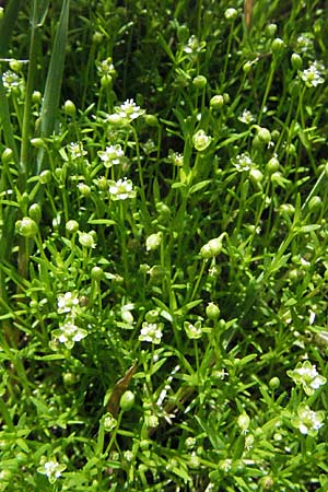 Sagina micropetala \ Aufrechtes Mastkraut, D Odenwald, Hilsenhain 26.5.2007