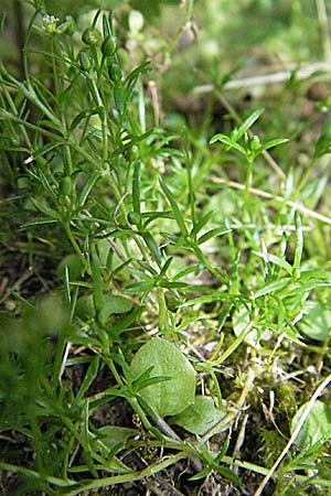 Sagina procumbens / Procumbent Pearlwort, D Weinheim an der Bergstraße 26.5.2007