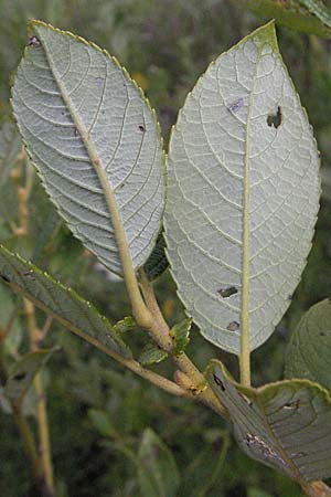 Salix myrsinifolia \ Schwarzwerdende Weide, D Germersheim-Lingenfeld 28.7.2007