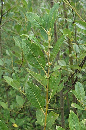 Salix myrsinifolia \ Schwarzwerdende Weide / Dark-Leaved Willow, D Germersheim-Lingenfeld 28.7.2007