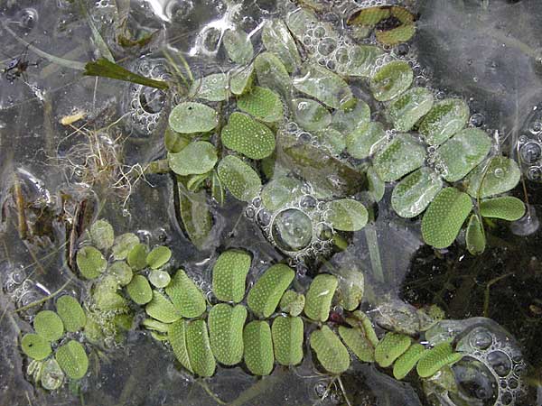 Salvinia natans / Floating Moss, D Pfalz, Speyer 28.7.2007