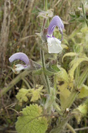Salvia aethiopis \ Mohren-Salbei / Woolly Clary, Mediterranean Sage, D Hirschberg 28.7.2007