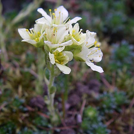 Saxifraga zeleborii \ Steinbrech / Saxifrage, D Botan. Gar.  Universit.  Heidelberg 13.3.2008