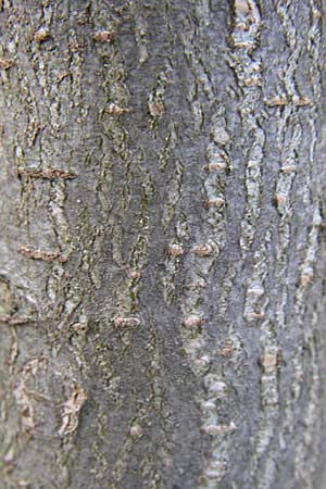 Ulmus minor / Small-Leaved Elm, D Schriesheim 31.3.2008