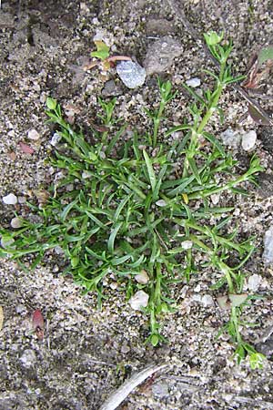 Sagina procumbens \ Niederliegendes Mastkraut, D Karlsruhe 2.5.2008