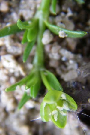 Sagina procumbens \ Niederliegendes Mastkraut, D Karlsruhe 2.5.2008