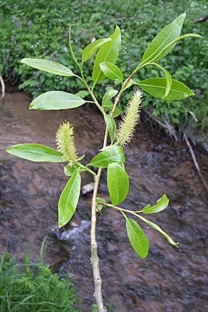 Salix fragilis \ Bruch-Weide / Crack Willow, D Odenwald, Unterflockenbach 2.5.2008